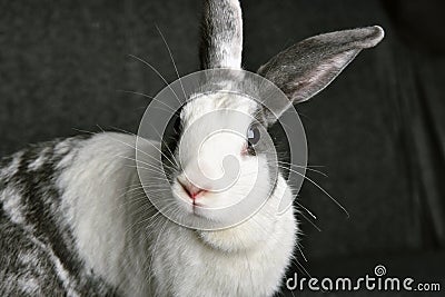 Grey bunny rabbit looking to viewer, Little bunny sitting on sofa armchair Stock Photo