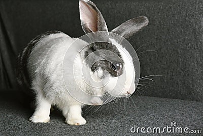 Grey bunny rabbit looking to viewer, Little bunny sitting on sofa armchair Stock Photo