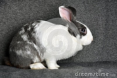 Grey bunny rabbit looking to viewer, Little bunny sitting on sofa armchair Stock Photo