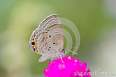 Grey butterfly on pink flower Stock Photo
