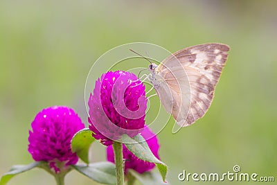 Grey butterfly from pink flower Stock Photo