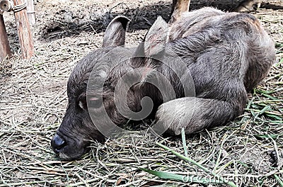 Grey calf on ground which is cover by grass. Stock Photo