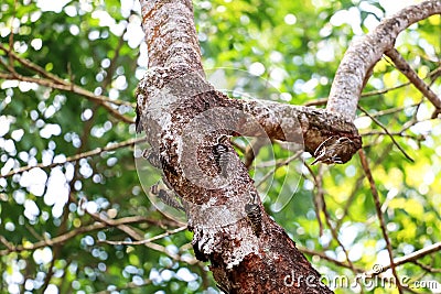 Grey-capped Pygmy Woodpecker, Birds eat the worm under the tree bark Stock Photo