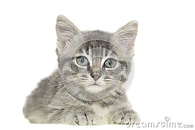 Grey cat Stock Photo