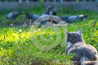 Grey cat of the British breed hunts birds, pigeons Stock Photo