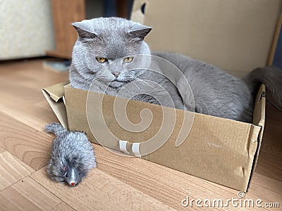 The grey cat British breed with large yellow eyes looks at the camera from the box. Cat play with toy mouse Stock Photo