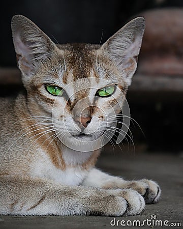 Grey cat with green eyes closeup Stock Photo