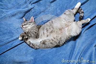 A grey cat lies belly up on a blue blanket Stock Photo
