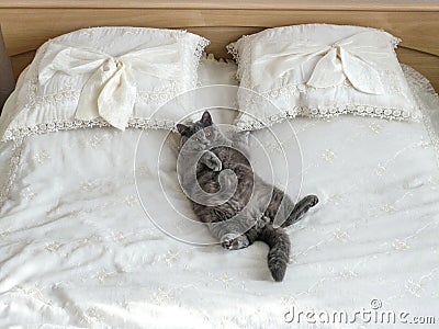 Grey cat lying on the bed. Furry pet conveniently settled down sleep or play. Lovely welcoming background, the morning before the Stock Photo