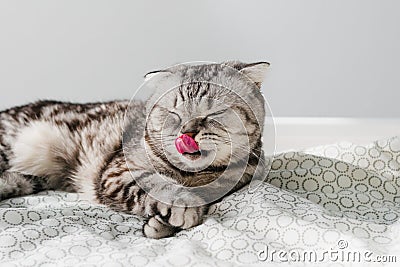Grey cat lying on bed, lick his face, wash by tongue. Striped animal morning sleep Stock Photo