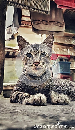 A Grey Cat lying down on floor and watching camera Stock Photo