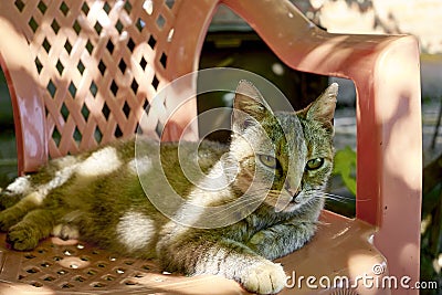 grey cat lying on a garden chair on a bright sunny day Stock Photo