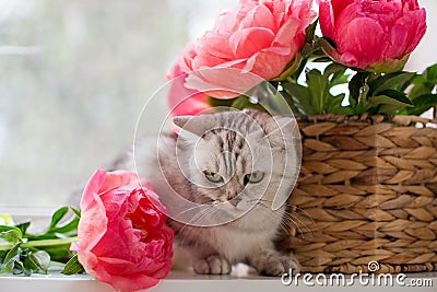 Bouquet coral peonies and grey cat Stock Photo