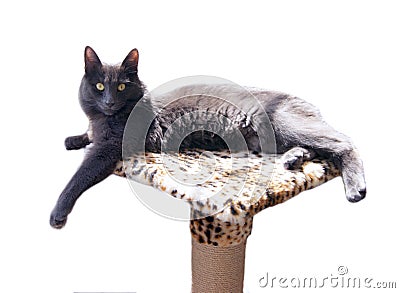 Grey cat. Russian blue cat with Medium length hair. Nebelung is lying on a scratching post Stock Photo