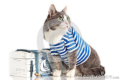 Grey cat in seaman suit on isolated background with chest Stock Photo