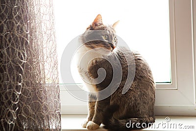 Grey cat sits on the windowsill Stock Photo