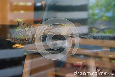 A grey cat sleeps in a shop window, basking in the rays of the sun, reflections in the glass. Stock Photo