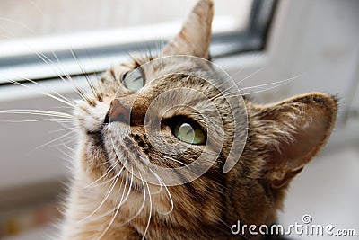 Grey cat on the windowsill Stock Photo