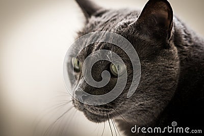 Grey cat Stock Photo