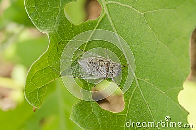 Grey Cicada On Green Leaf Stock Photo