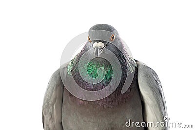 Grey city pigeon. Isolated on white background. Stock Photo