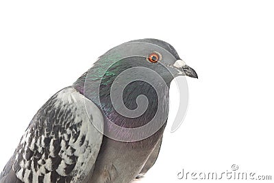 Grey city pigeon. Isolated on white background. Stock Photo