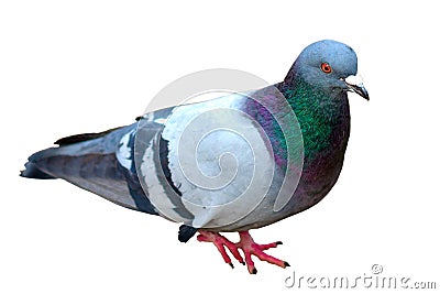 Grey city pigeon. Isolated on white background. Close up Grey doGrey city pigeon. Isolated on white background. Close up Grey dove Stock Photo