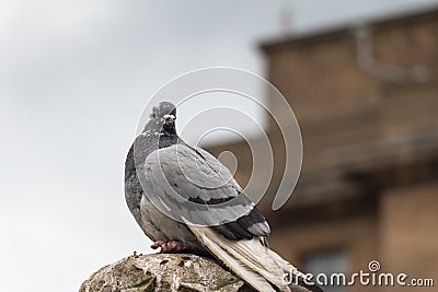 Grey City Pigeon Stock Photo