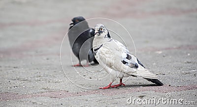 Grey city pigeon. Selective focus. Stock Photo