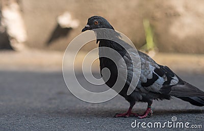 Grey city pigeon. Stock Photo