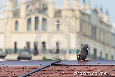 Grey City Pigeon Standing On Red Tile Roof Stock Photo
