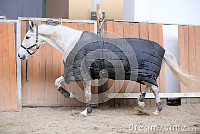 Photo of a young racehorse before training Stock Photo