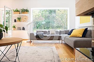 Grey corner couch with cushions in real photo of white living room interior with window, fresh plants, carpet and big lamp Stock Photo