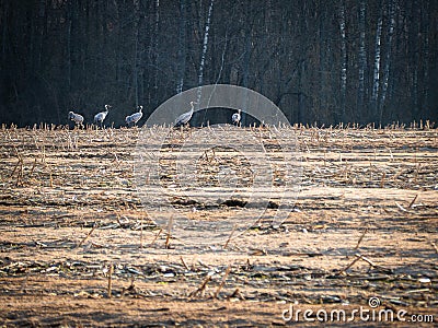 Grey cranes on the field in spring. Stock Photo