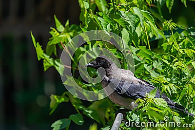 Grey crow in city park. Advanced species of commensal animals Stock Photo