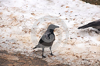 Grey crow on the dirty snow closeup Stock Photo