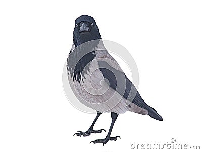 grey crow isolated on white Stock Photo