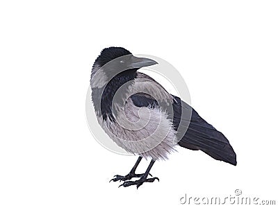 grey crow isolated on white Stock Photo
