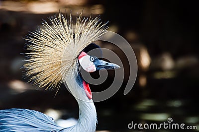 Grey crowned crane Stock Photo