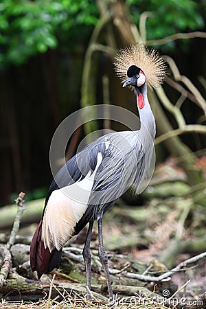 Grey Crowned Crane Stock Photo