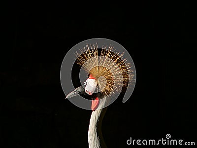 Grey crowned crane Stock Photo