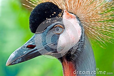 Grey Crowned Crane Stock Photo