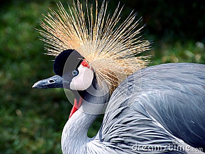 Grey Crowned Crane Stock Photo