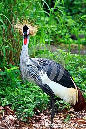 Grey Crowned Crane Stock Photo