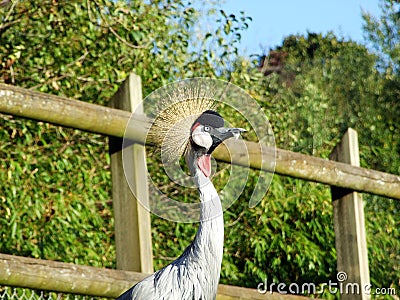 The grey crowned crane Balearica regulorum, Der SÃ¼dafrika-Kronenkranich, Grauhals-Kronenkranich or Heller Kronenkranich Stock Photo