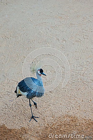 Grey crowned crane Balearica regulorum, the national bird of Uganda, isolated on sandy ground Stock Photo