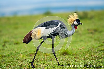 Grey crowned crane Stock Photo