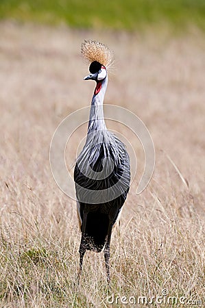 Grey crowned crane Stock Photo