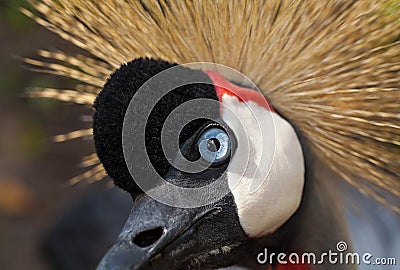 Grey Crowned Crane bird Stock Photo