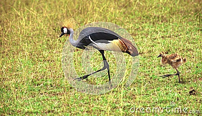 Grey crowned crane chick following the mother, Kenya Stock Photo